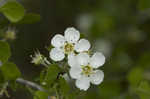 Yellowleaf hawthorn